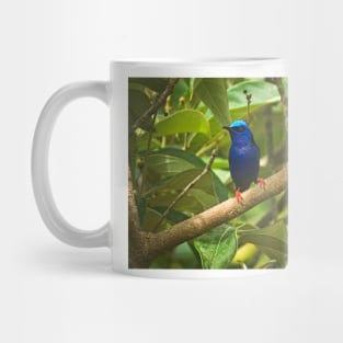 Cla blue bird Mug